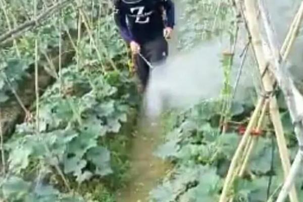 冬瓜炭疽病的症状，病叶边缘有黄色晕圈