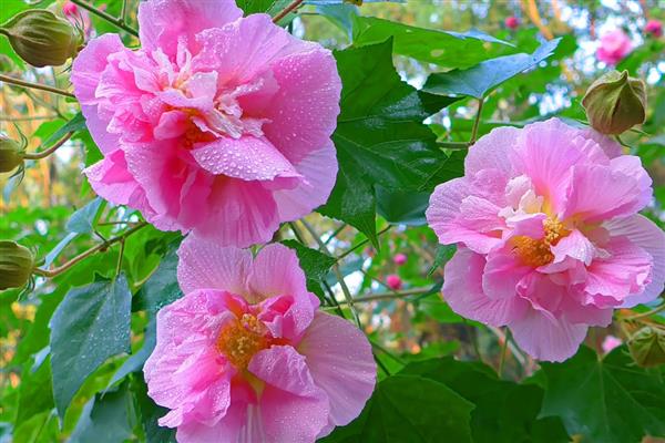 农历十月开哪些花，有木芙蓉、牵牛花等