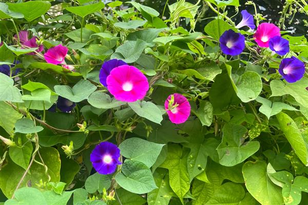 农历十月开哪些花，有木芙蓉、牵牛花等