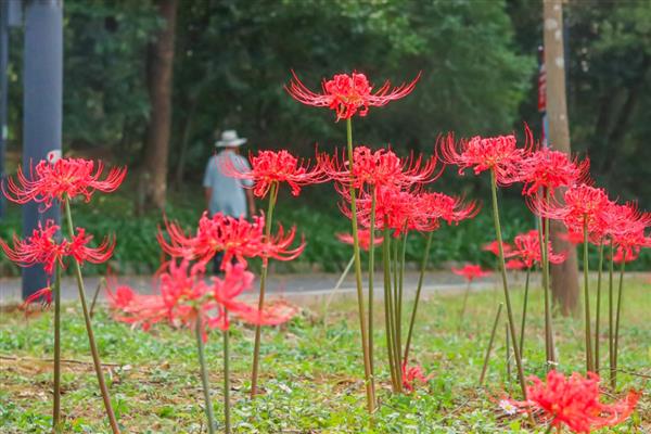 农历十月开哪些花，有木芙蓉、牵牛花等