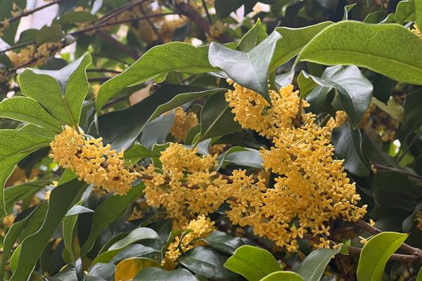 农历十月开哪些花，有木芙蓉、牵牛花等