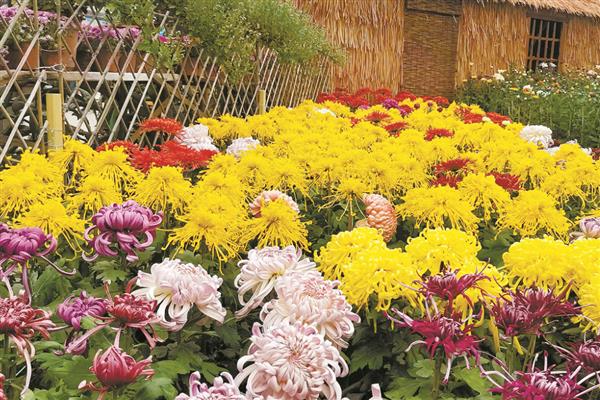 农历十月开哪些花，有木芙蓉、牵牛花等