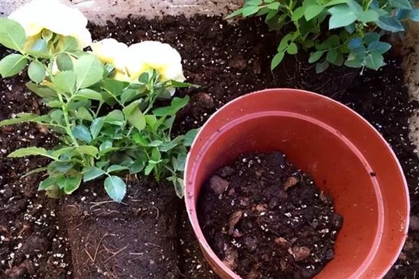 农历十月开哪些花，有木芙蓉、牵牛花等