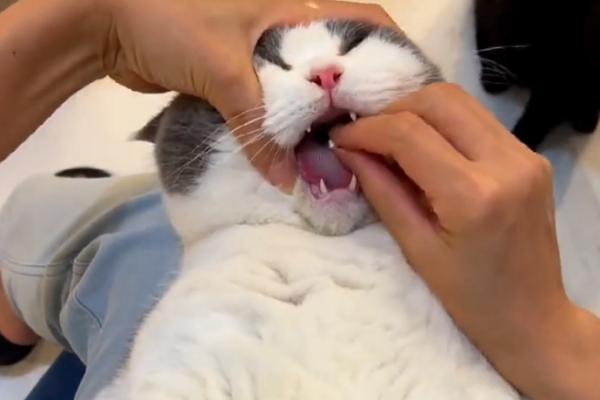 猫为什么不能吃小儿感冒药，乙酰氨基酚会让猫咪中毒