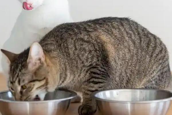 猫为什么不能吃小儿感冒药，乙酰氨基酚会让猫咪中毒