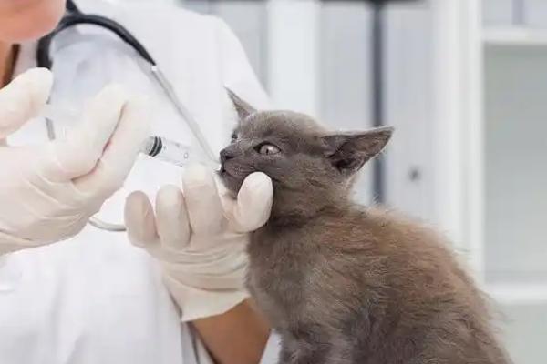 猫为什么不能吃小儿感冒药，乙酰氨基酚会让猫咪中毒