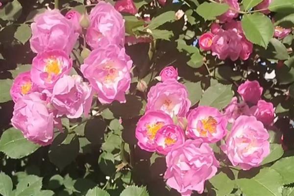 蔷薇的花语，不同颜色的花语不同