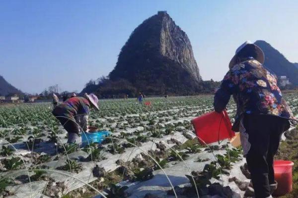 花椰菜怎么施肥，莲座期亩施尿素10-11公斤、硫酸钾5-6公斤