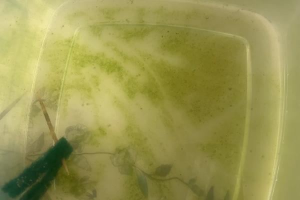 青花鱼是不是深海鱼，一般在海水的上层活动