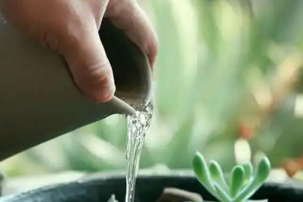 红心莲多肉有没有毒，红心莲多肉有毒