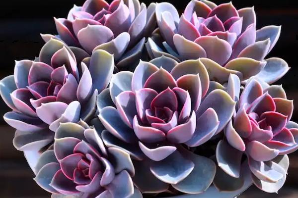 红心莲多肉有没有毒，红心莲多肉有毒