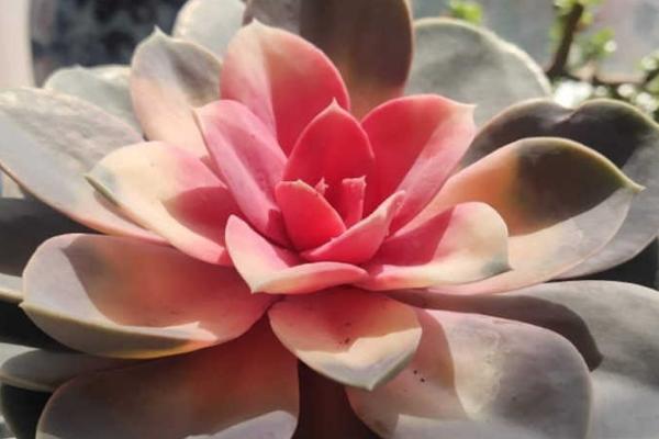 红心莲多肉有没有毒，红心莲多肉有毒