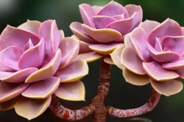 红心莲多肉有没有毒，红心莲多肉有毒