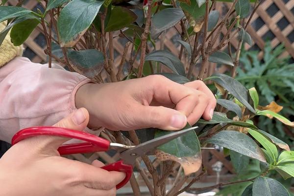 茶花叶子被晒伤如何解决，剪除受伤的叶片可减少养分消耗