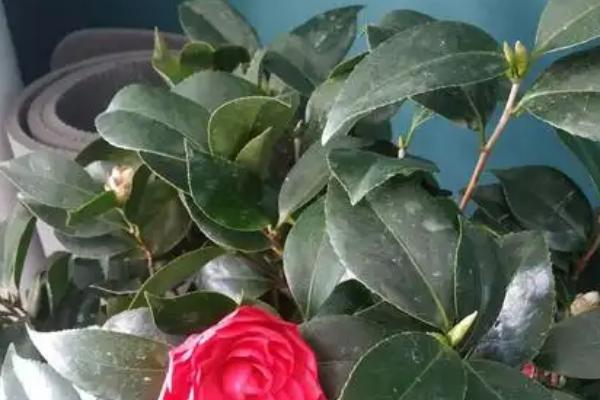 茶花叶子被晒伤如何解决，剪除受伤的叶片可减少养分消耗