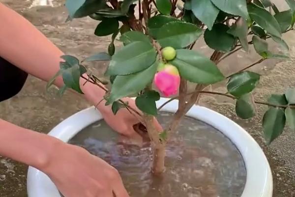 茶花叶子被晒伤如何解决，剪除受伤的叶片可减少养分消耗