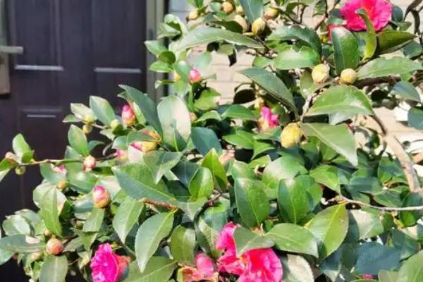 茶花叶子被晒伤如何解决，剪除受伤的叶片可减少养分消耗