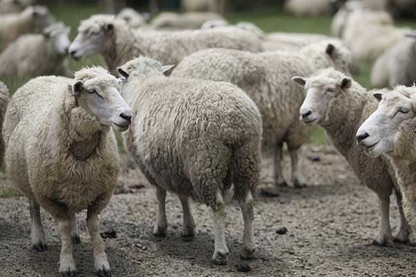 羊生长到几岁就停止生长，通常16个月就会停止生长