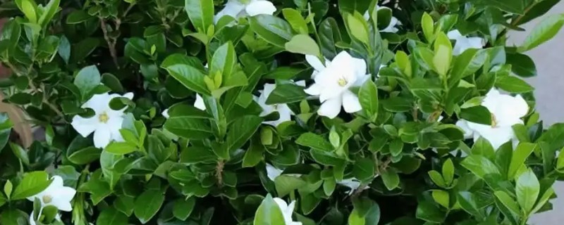 茉莉花的修剪方法，萌芽生长时进行摘心修剪