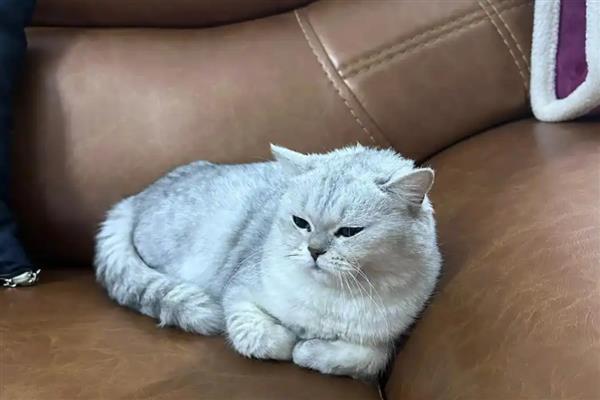 犬猫膀胱炎的临床症状，常表现为疼痛性频尿
