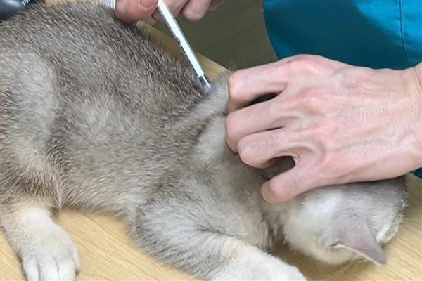 犬猫膀胱炎的临床症状，常表现为疼痛性频尿