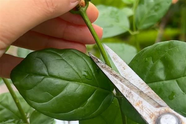 茉莉花的修剪方法，萌芽生长时进行摘心修剪