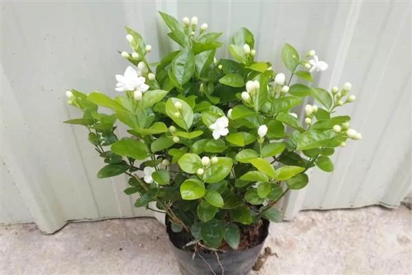 茉莉花的修剪方法，萌芽生长时进行摘心修剪