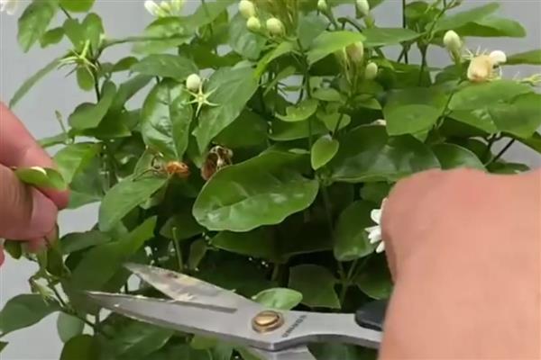 茉莉花的修剪方法，萌芽生长时进行摘心修剪