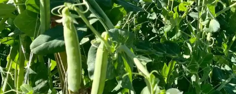 豌豆的生长习性，pH值为6.0-7.2为宜