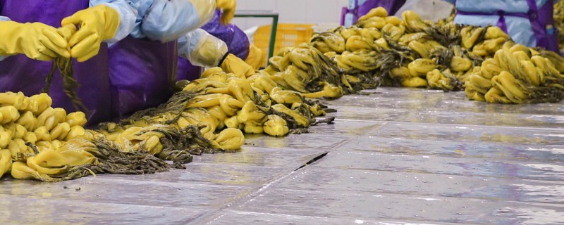 在家加工什么可以赚钱，小腌菜加工、糕点加工等项目值得考虑