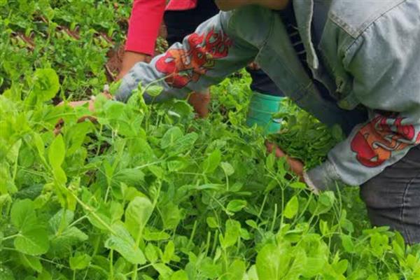 豌豆的生长习性，pH值为6.0-7.2为宜
