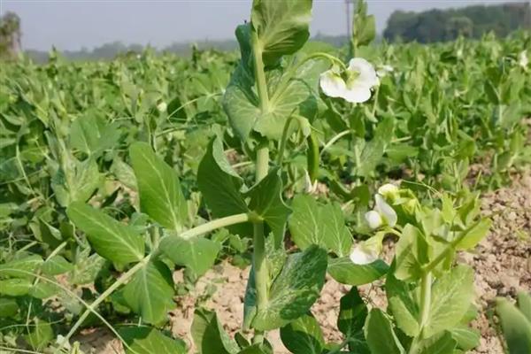 豌豆的生长习性，pH值为6.0-7.2为宜