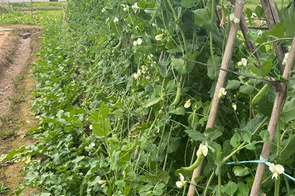 豌豆的生长习性，pH值为6.0-7.2为宜