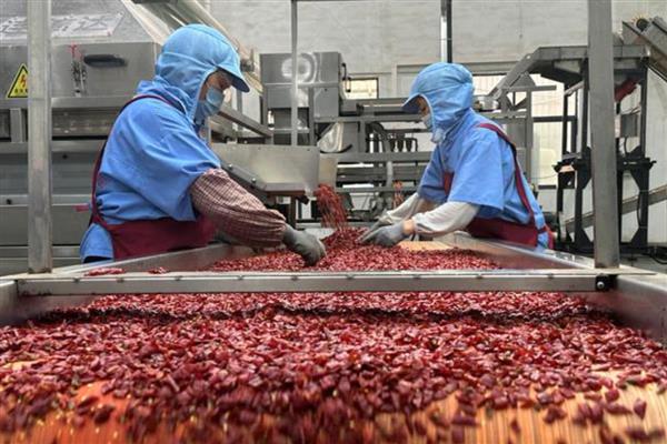 在家加工什么可以赚钱，小腌菜加工、糕点加工等项目值得考虑
