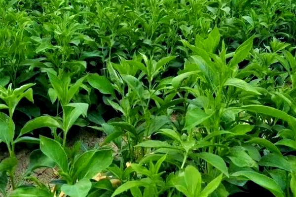 在家加工什么可以赚钱，小腌菜加工、糕点加工等项目值得考虑