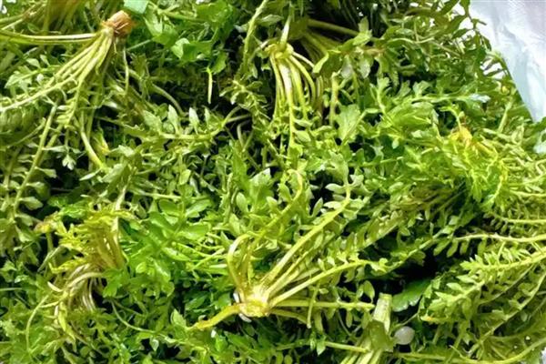 在家加工什么可以赚钱，小腌菜加工、糕点加工等项目值得考虑