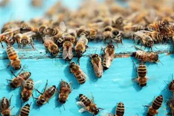 蜜蜂不蛰养蜂人的原因，养殖者了解它们的习性可尽量避免被蛰