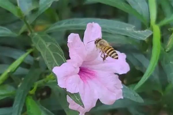 蜜蜂不蛰养蜂人的原因，养殖者了解它们的习性可尽量避免被蛰