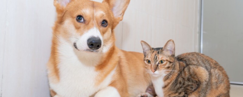 犬猫膀胱炎的临床症状,常表现为疼痛性频尿