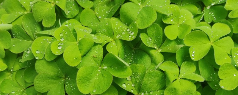 三叶草的种植方法，一般在春秋两季播种