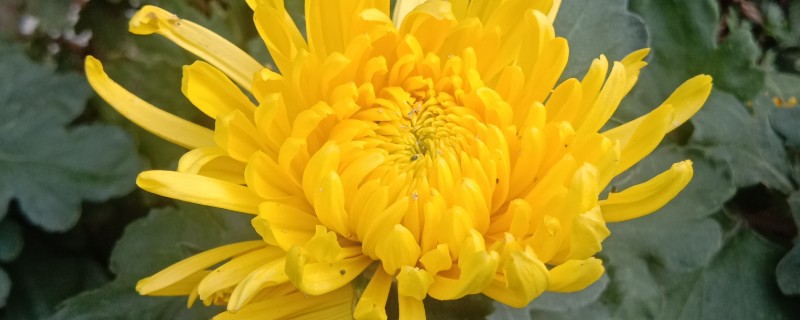 菊花有哪些寓意，代表哀挽之意、吉祥长寿等含义