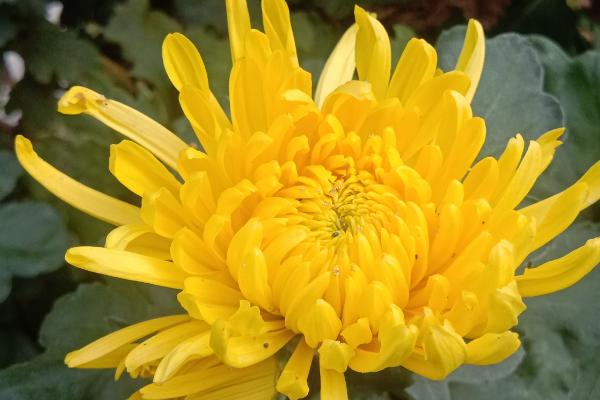 菊花有哪些寓意，代表哀挽之意、吉祥长寿等含义