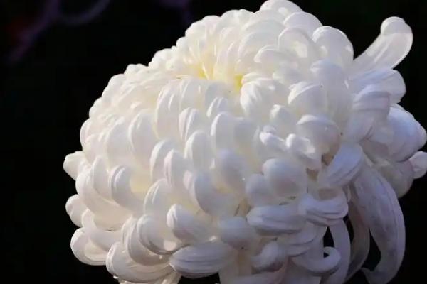 菊花有哪些寓意，代表哀挽之意、吉祥长寿等含义