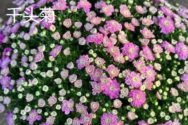 菊花有哪些寓意，代表哀挽之意、吉祥长寿等含义