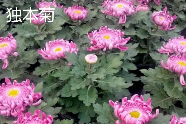 菊花有哪些寓意，代表哀挽之意、吉祥长寿等含义