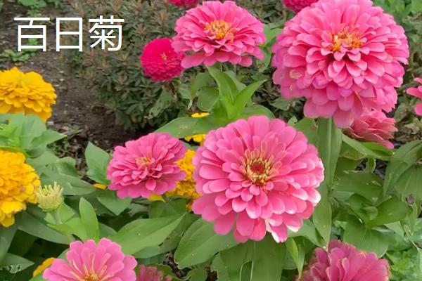 菊花有哪些寓意，代表哀挽之意、吉祥长寿等含义