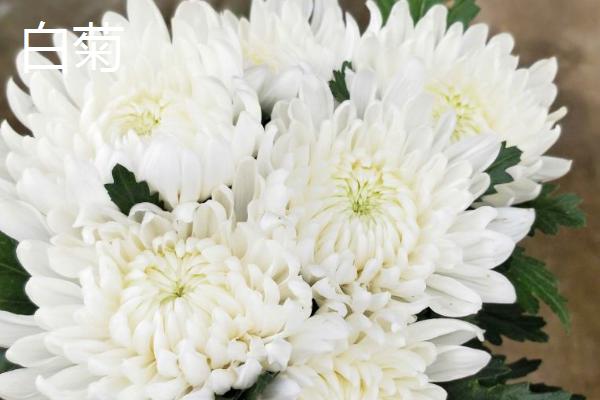 菊花有哪些寓意，代表哀挽之意、吉祥长寿等含义