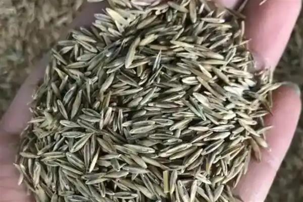 三叶草的种植方法，一般在春秋两季播种