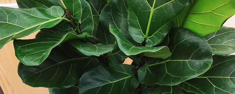 琴叶榕一年可以长多高，养护得当时能达到2米左右