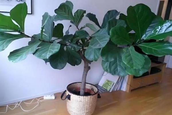 琴叶榕一年可以长多高，养护得当时能达到2米左右